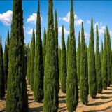 Pencil Pine Conifer – Tall Evergreen Columnar Tree