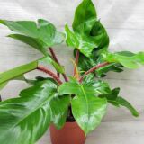 Philodendron squamiferum rare indoor aroid with red fuzzy petioles
