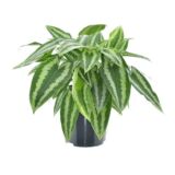 Schismatoglottis wallichii silver patterned foliage plant