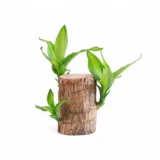 Brazilian Lucky Bamboo Plant in pot