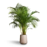 Areca Palm (Dypsis lutescens) indoor plant with lush green feathery fronds