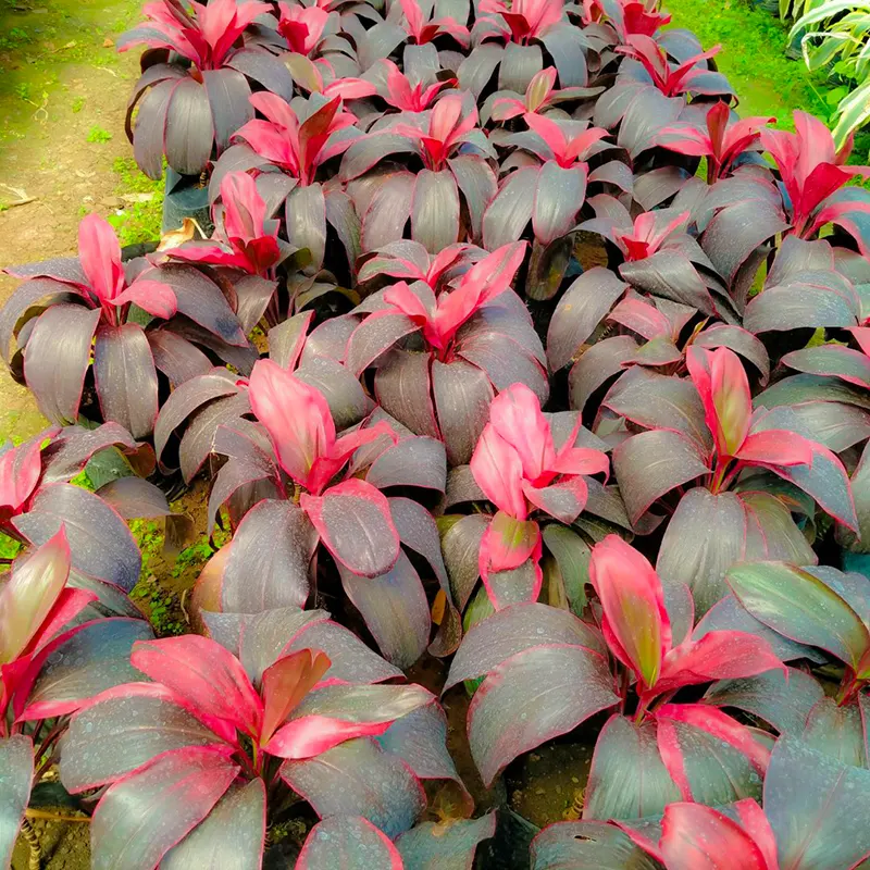 Cordyline terminalis Ruby (Dracaena red ruby dwarf)