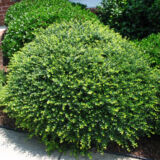 Ilex crenata Japanese Holly evergreen shrub