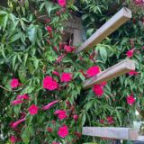 Cardinal Creeper flowering vine
