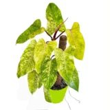 Painted Lady indoor tropical plant