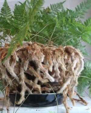 Davallia fejeensis (Rabbit’s Foot Fern)