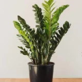 Healthy ZZ Plant in pot