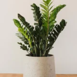 Healthy ZZ Plant in pot