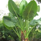 Alocasia Giant Plant – Large Foliage Tropical Indoor Plant