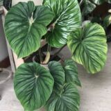 Philodendron plowmanii textured heart-shaped foliage