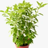Tulasi sacred plant for home