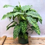 Dieffenbachia seguine Cheetah variegated indoor plant