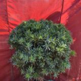 Podocarpus neriifolius evergreen ornamental tree