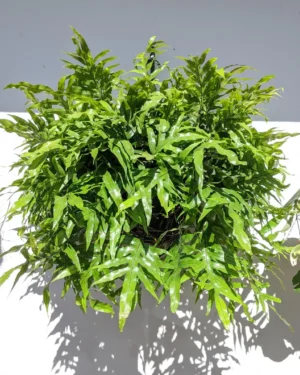 Microsorum diversifolium(Kangaroo Paw Fern)