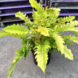 Philodendron Golden Serratum indoor plant