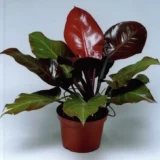 Philodendron McColley’s Finale indoor plant