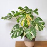 Monstera deliciosa Thai Constellation variegated indoor plant