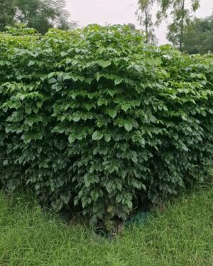 Radermachera sinica(China doll)