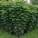 Radermachera sinica(China doll)