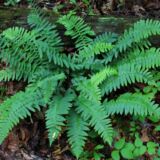 Evergreen Polystichum acrostichoides Christmas Fern with arching green fronds