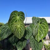 Anthurium Magnificum plant with large velvety leaves