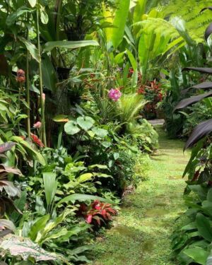 Tropical Garden