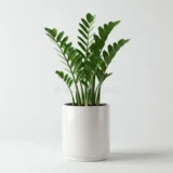 Healthy ZZ Plant in pot